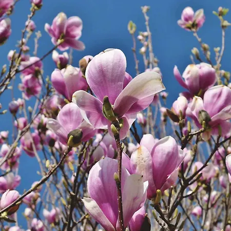 In - Balaton 39945 Apartment *