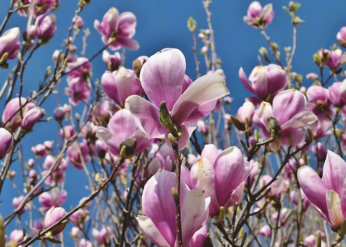 In - Balaton 39945 Apartment *